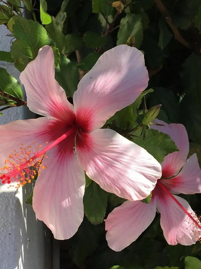 Casa Capricornio Bed and Breakfast Marbella